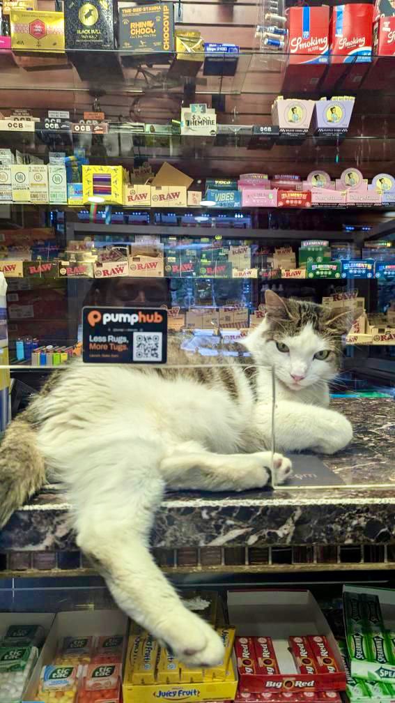Bodega Cats (@bodegacats_) on Twitter photo 