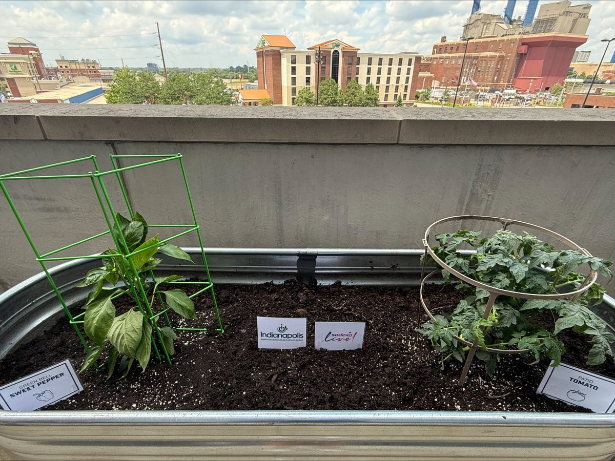 LucasOilStadium's tweet image. 🌱 Green thumbs at work! 🌿
We’re proud to announce the planting of our culinary garden! This lush new space allows our catering partner, @sodexolive, to source organic herbs and produce just a few steps from the kitchen.

From seed to plate, our team is growing something great -…
