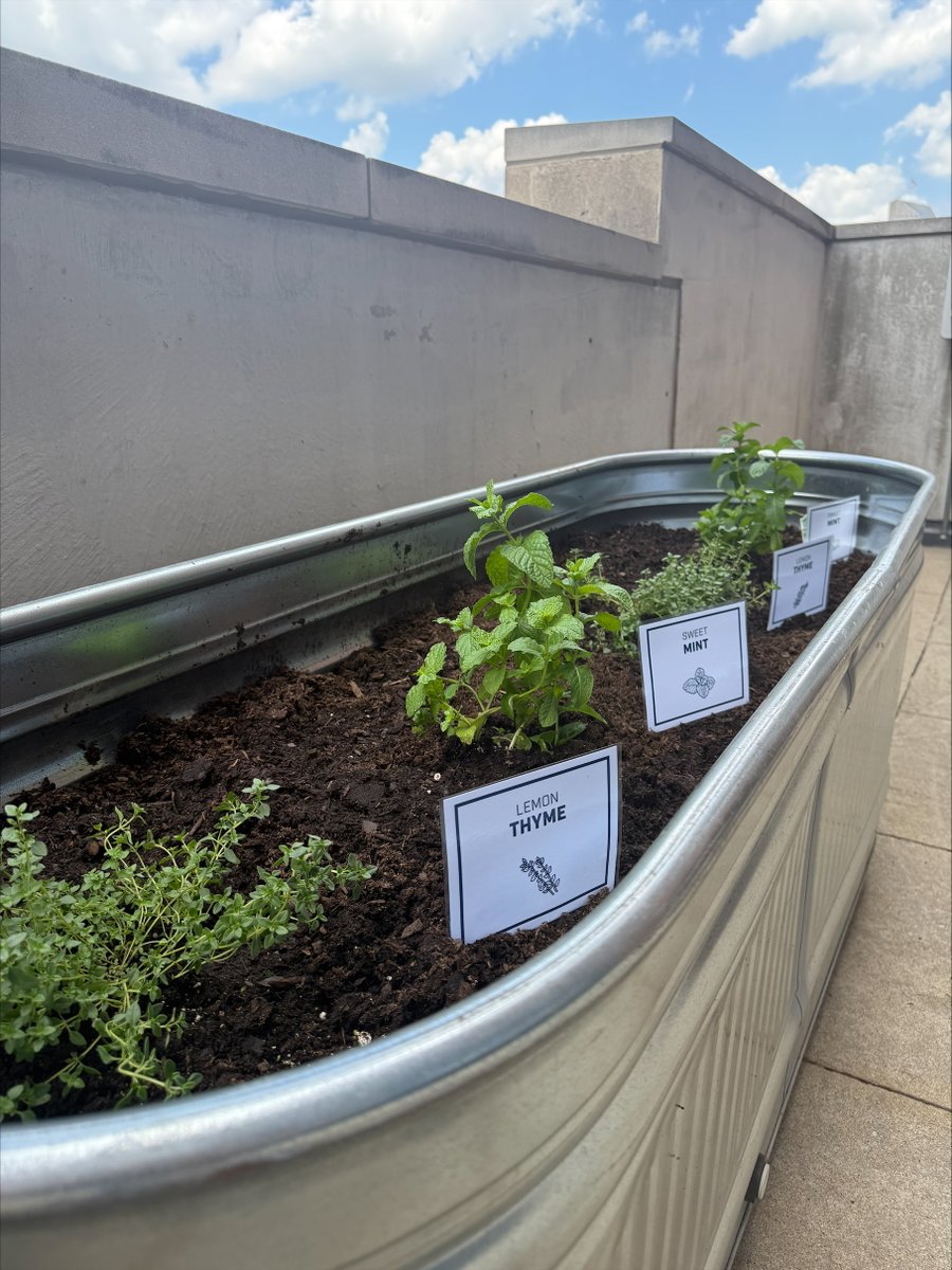 LucasOilStadium's tweet image. 🌱 Green thumbs at work! 🌿
We’re proud to announce the planting of our culinary garden! This lush new space allows our catering partner, @sodexolive, to source organic herbs and produce just a few steps from the kitchen.

From seed to plate, our team is growing something great -…