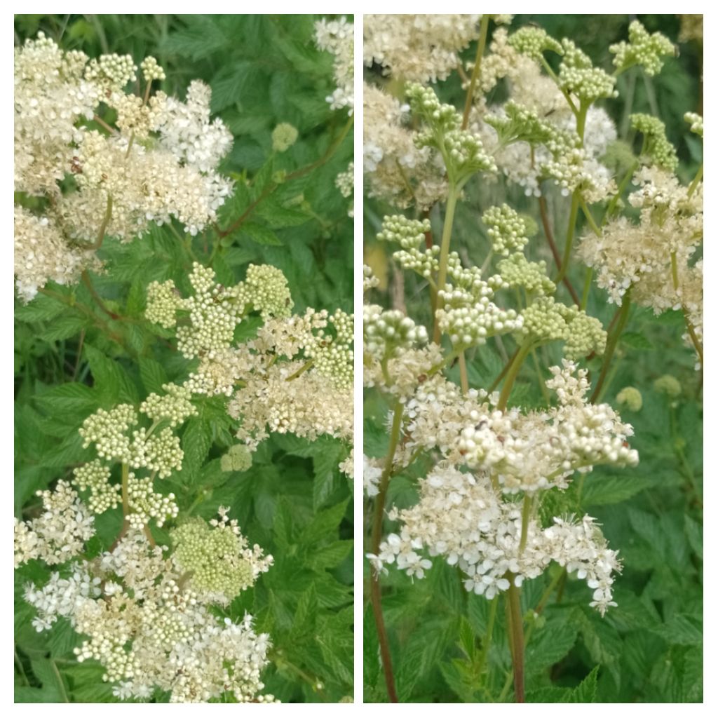 BuffbayB's tweet image. Saw this whilst on a walk today, anyone knows what it is? Sorry photo isn't very clear.