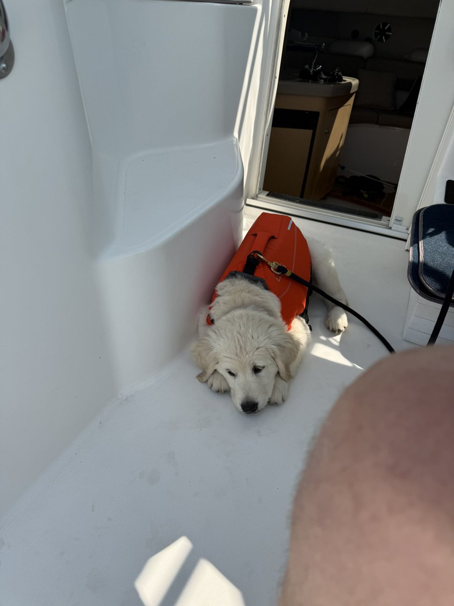 My new first mate. Thank you <a href="/LLBean/">L.L.Bean</a>!