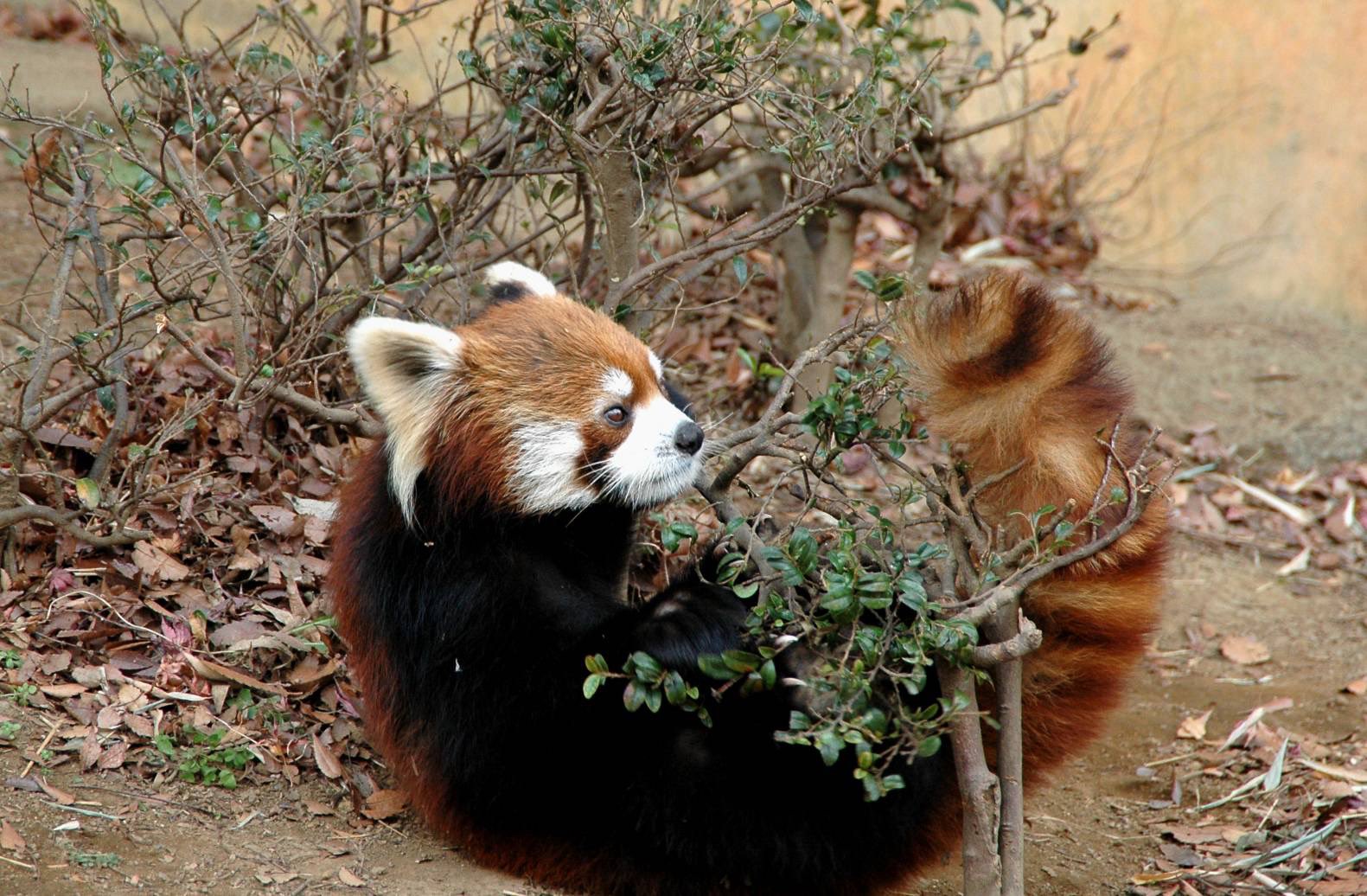 レッサーパンダ様 39251c0e-dsc_1143_thumbnail.jpg