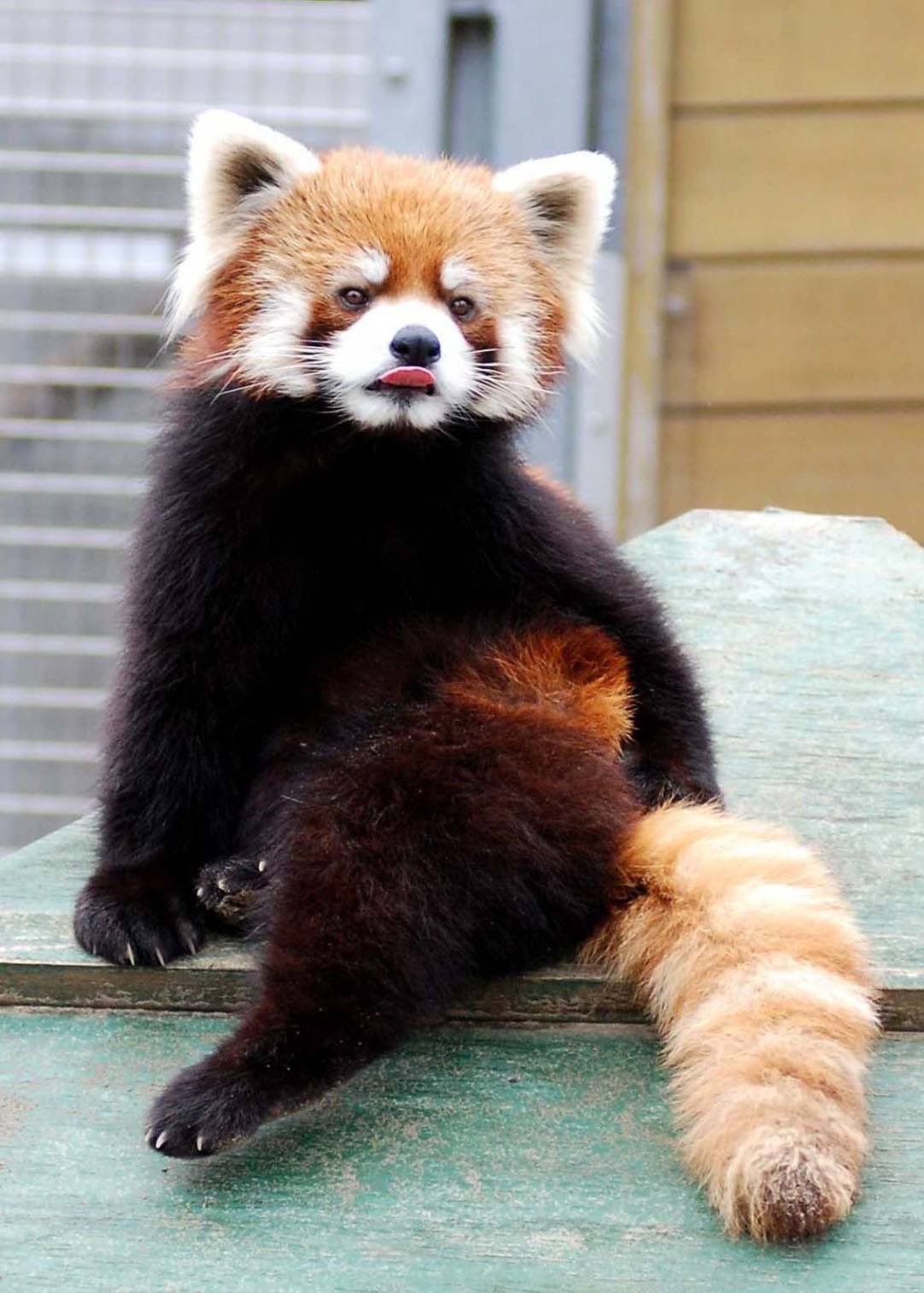 レッサーパンダ様 レッサーパンダフィギュア（9㎝）風太モデル | 千葉市動物公園