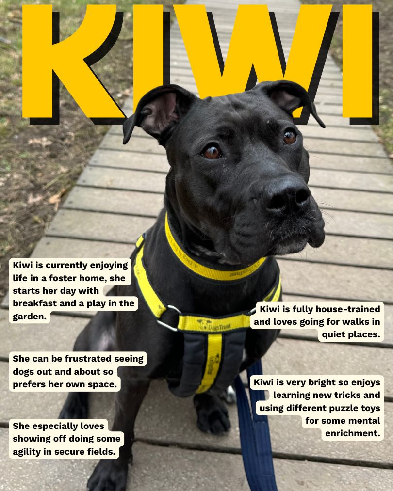 DT_WestCalder's tweet image. Kiwi deserves the world!!🥝🥺🥝

If you adore exploring the great outdoors, snuggling on the sofa and you're ready for a dog who loves working on her training.... we may have the match for you!

Add Kiwi to your favourites today💛 bitly.cx/I5e3v

#DogsTrust