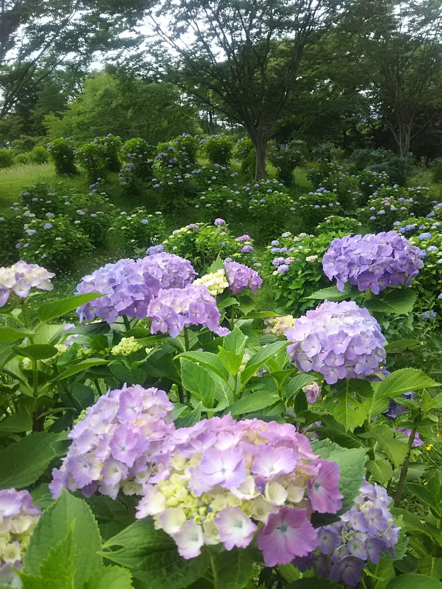 あ…紫陽花が好きなんだな🙂
#内陸線　#ｽﾏｲﾙﾚｰﾙ　#紫陽花　#合川駅　#翠雲公園