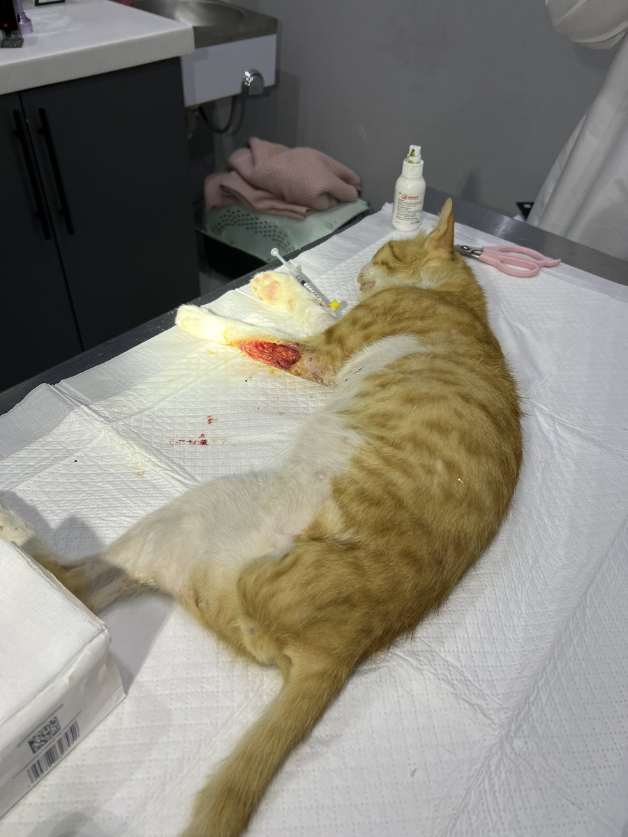 نوره," #أنا_صوتهم " 🐈 أم لكل المياوات🐈‍⬛ tweet media