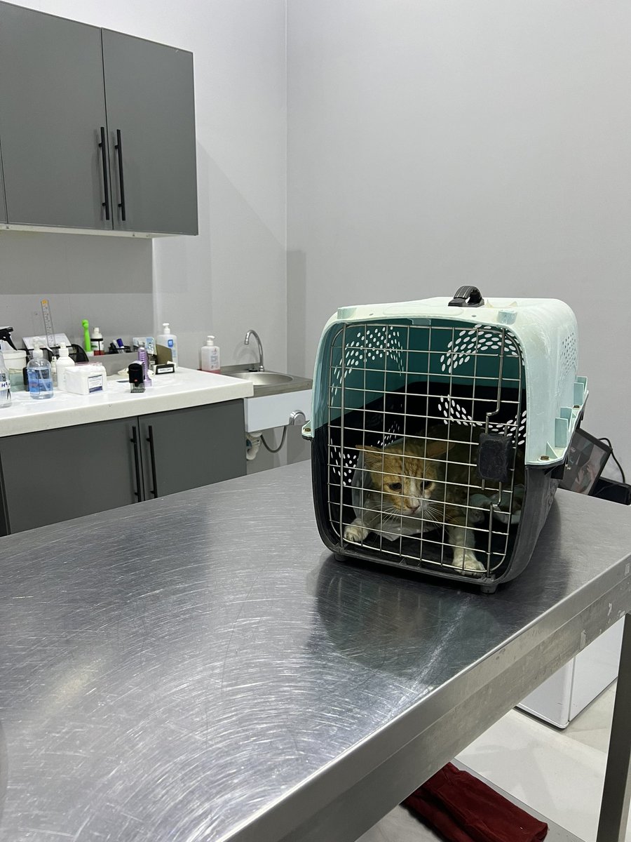 نوره," #أنا_صوتهم " 🐈 أم لكل المياوات🐈‍⬛ tweet media