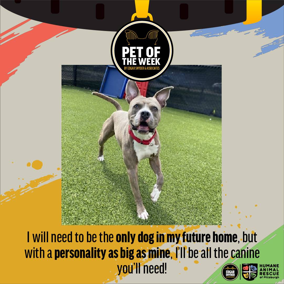 Everybody, meet our @HARPsaveslives pet of the week, Tuka!