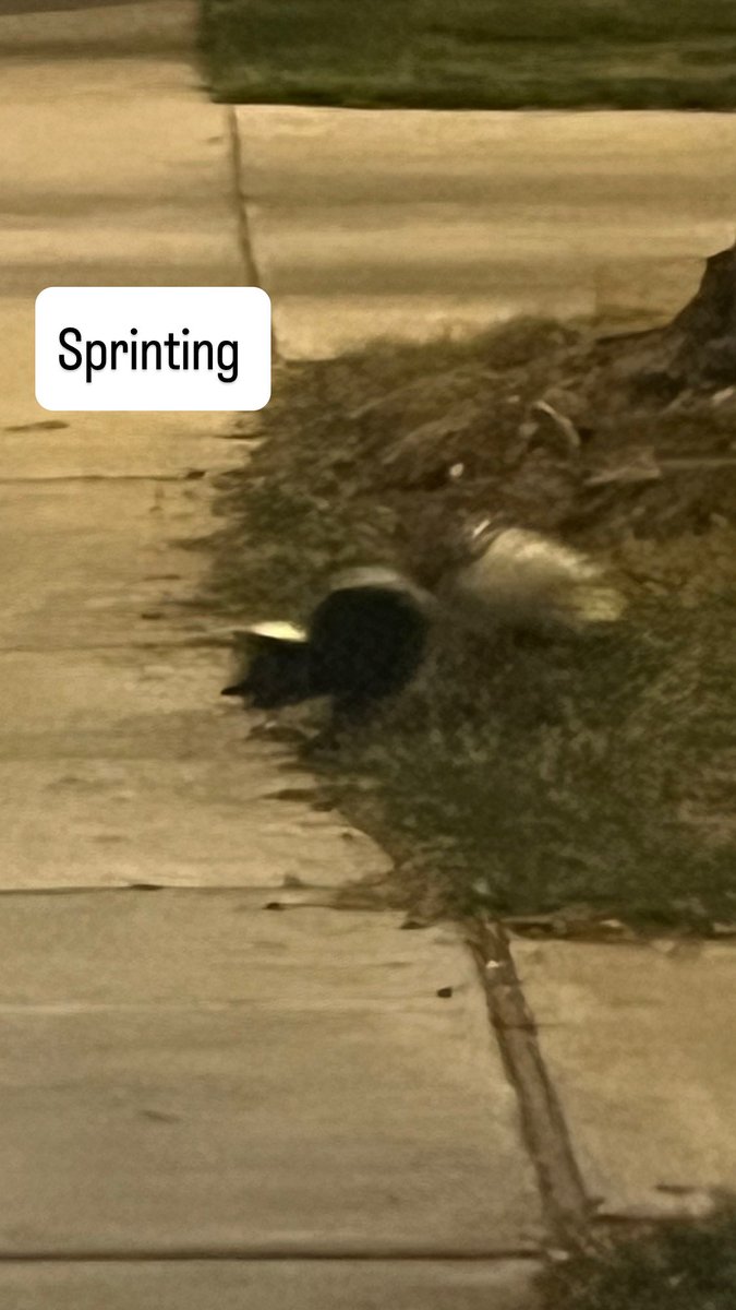 Tamara Lynn Chambers (@tamaralchambers) on Twitter photo 