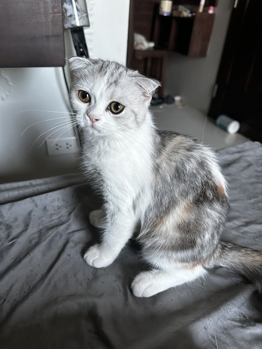 MoBooBerry's tweet image. หาบ้านให้น้องคับ
#ขายแมว #สก๊อตติช #แมวหาบ้าน #ลูกแมว #ขายแมวสก๊อตติช #scottishfold #แมว