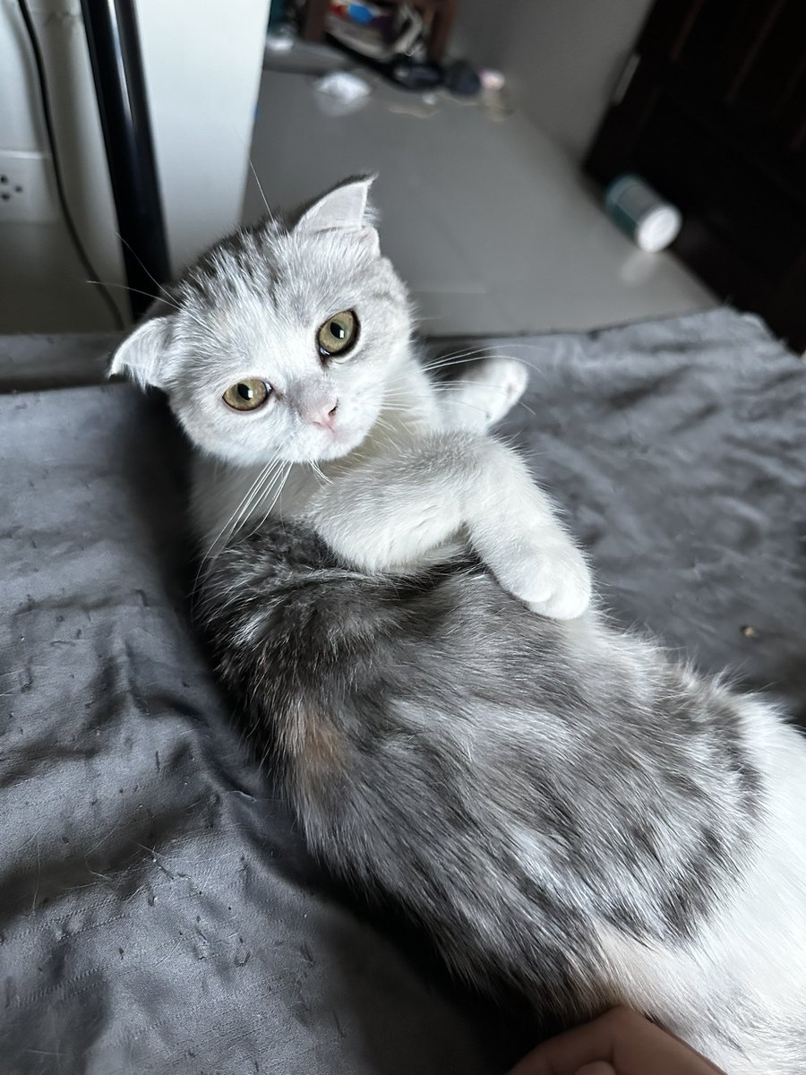 MoBooBerry's tweet image. หาบ้านให้น้องคับ
#ขายแมว #สก๊อตติช #แมวหาบ้าน #ลูกแมว #ขายแมวสก๊อตติช #scottishfold #แมว