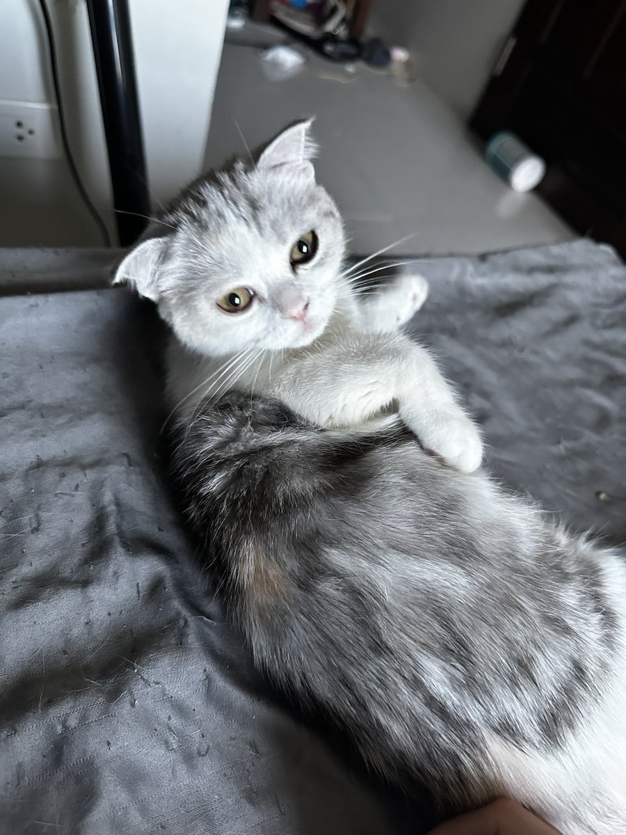 MoBooBerry's tweet image. หาบ้านให้น้องคับ
#ขายแมว #สก๊อตติช #แมวหาบ้าน #ลูกแมว #ขายแมวสก๊อตติช #scottishfold #แมว