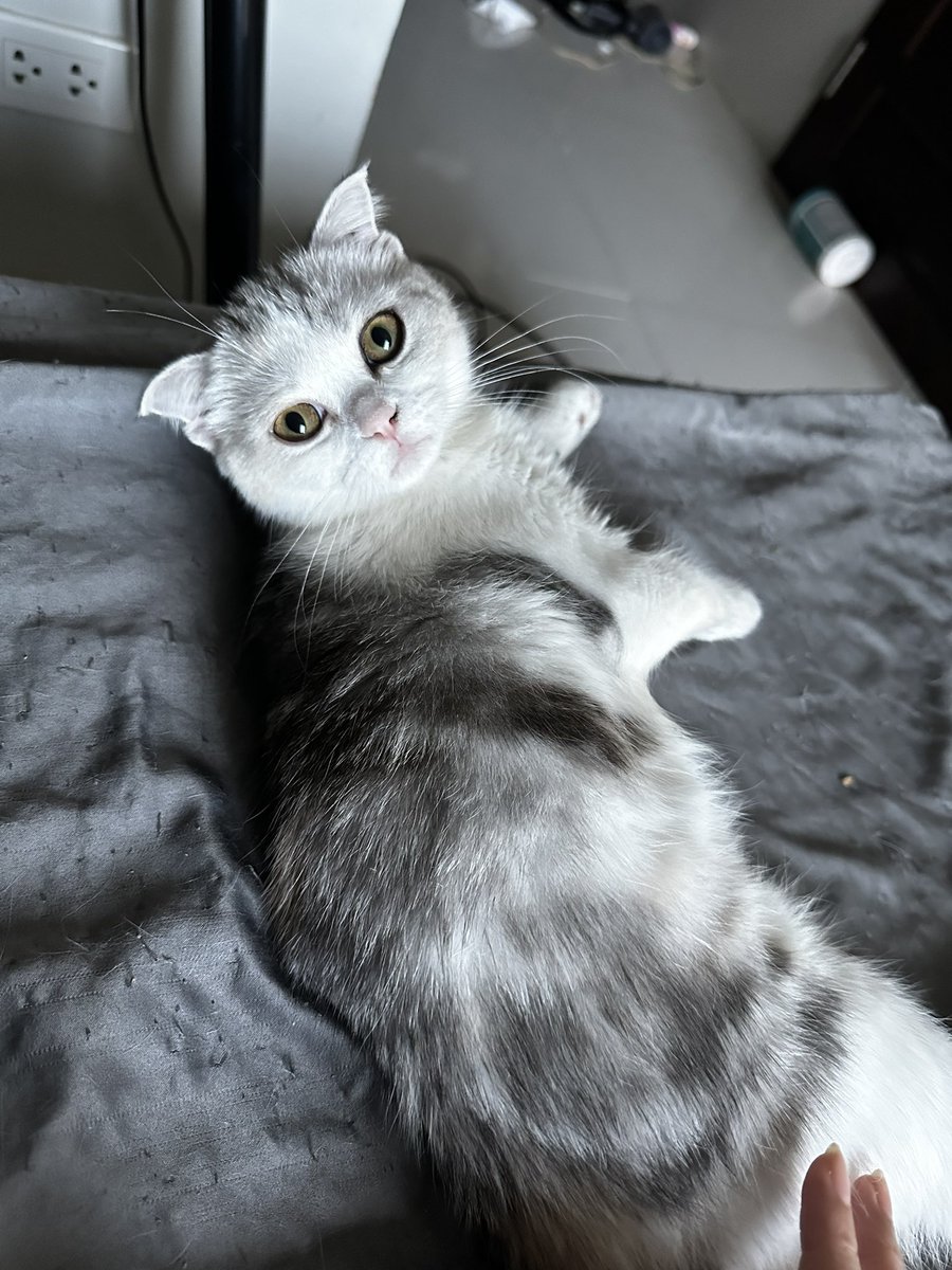 MoBooBerry's tweet image. หาบ้านให้น้องคับ
#ขายแมว #สก๊อตติช #แมวหาบ้าน #ลูกแมว #ขายแมวสก๊อตติช #scottishfold #แมว