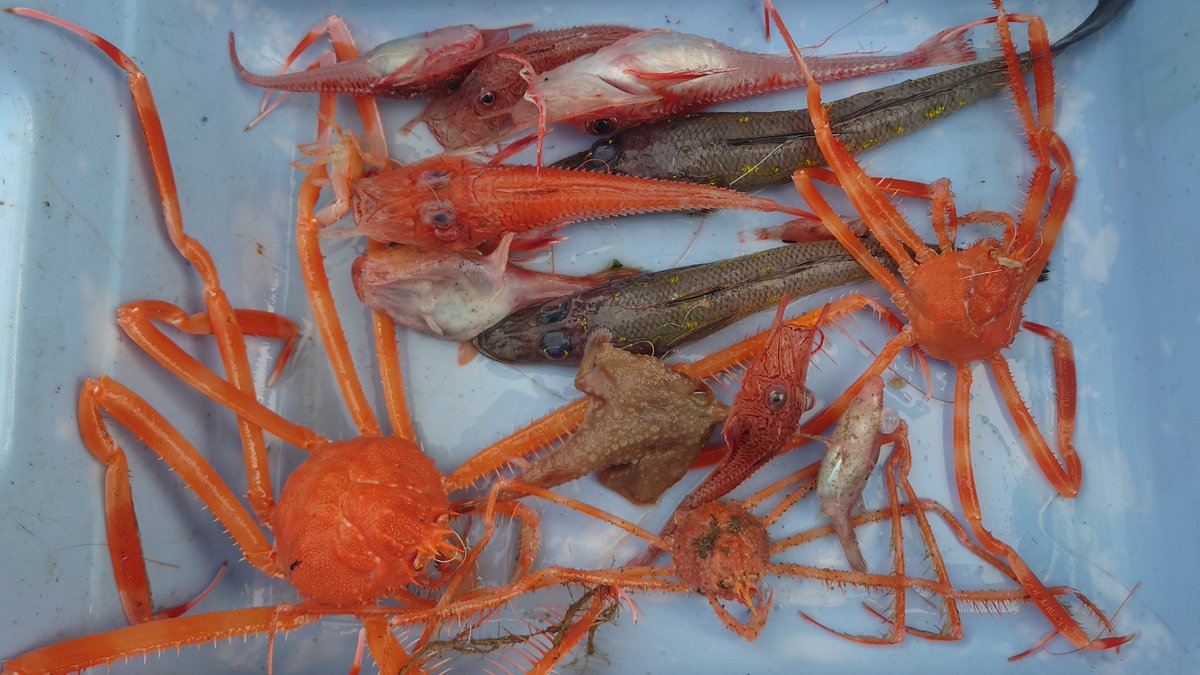 パタロハ　深海魚 2000年人気柄 JP M相当‼️ パタゴニア パタロハ 深海魚 - メルカリ