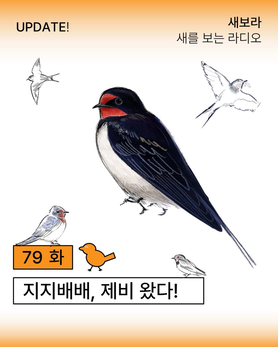 sae_bora's tweet photo. 79화: 지지배배, 제비 왔다!

팟빵:https://t.co/j7NzlSNmKW 
유튜브:https://t.co/FQG1uoU6CI

지지배배~ 강남 갔던 제비가 돌아왔어요. 제비는 왜 서울에서 보기 힘들까요? 제비가 좋아하는 곳, 생김새, 사람과의 이야기까지 함께 들어보시고, 제비와 함께하는 즐거운 여름 보내세요~ https://t.co/nJV7rgnkAl