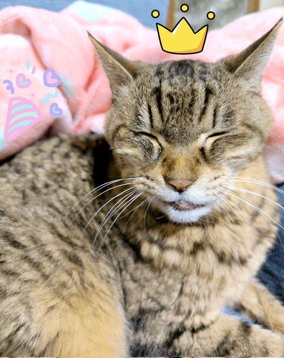 7月4日
ミュンミュン❣️
本日無事に 
18歳のお誕生日を迎えることができました✨
おめでとう〜💝🎁🎂😸👏🥰

これからも元気でいてね💓

#猫のいる暮らし𓏲𓎨 #猫のいる幸せ 
#猫好きさんと繋がりたい𓏲𓎨 #cats
#高齢猫 #猫糖尿病 #シニア猫