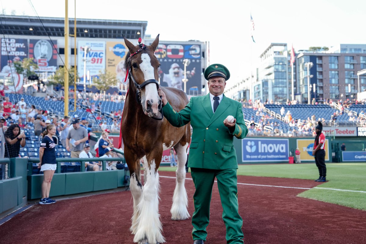 NationalsPark's tweet image. Budweiser Clydesdale stuns while delivering game ball