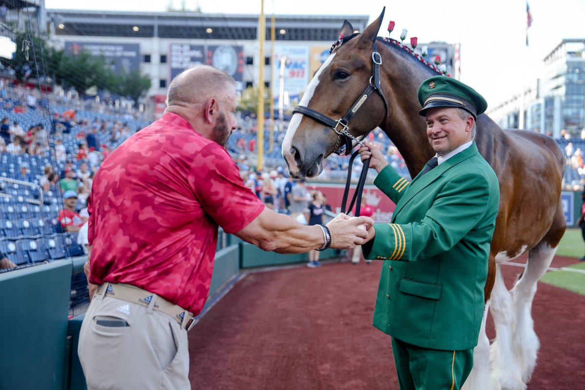 NationalsPark's tweet image. Budweiser Clydesdale stuns while delivering game ball
