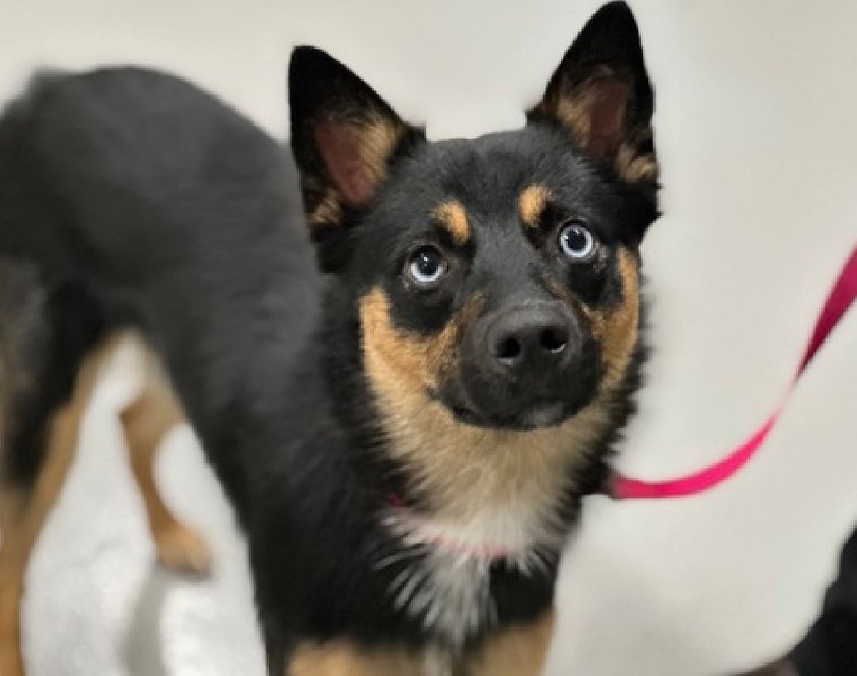 🐾9-month puppy Prince, briefly adopted &amp; returned - a large dog came near &amp; bit Prince, owner separated &amp; was bit in the process. House/ crate-trained, waggy, young, neutered, social, affectionate, quiet, independent. Needs a foster offer by 7/05: nycacc.app/#/browse/227479