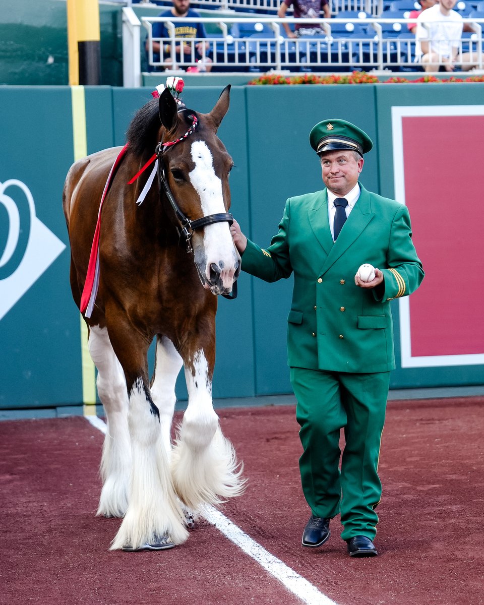 NationalsPark's tweet image. Budweiser Clydesdale stuns while delivering game ball