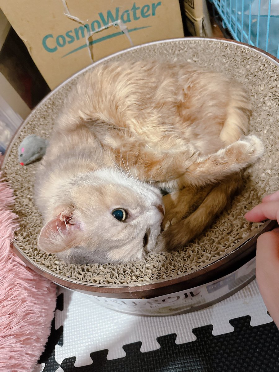 うちの可愛い子見て