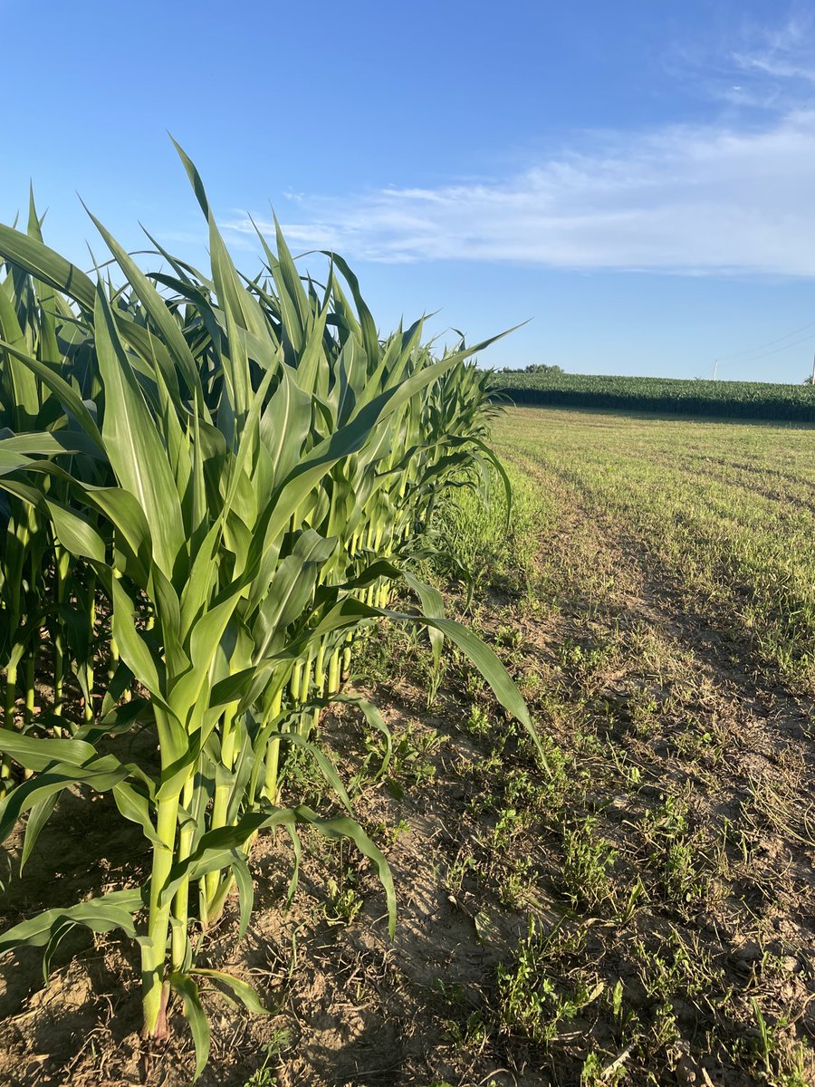 You’re damn right it’s knee high. (Happy 4th of July to our hard-working farmers.)
