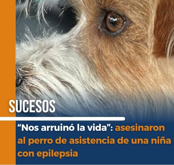 Fue en Villa General Belgrano. De un ba la5o .... 
Tininci libri di irmis ni pisi nidi"
Era el perro de asistencia de una nena con epilepsia.
Les están dando armas a psiquiátricos orangutanes.