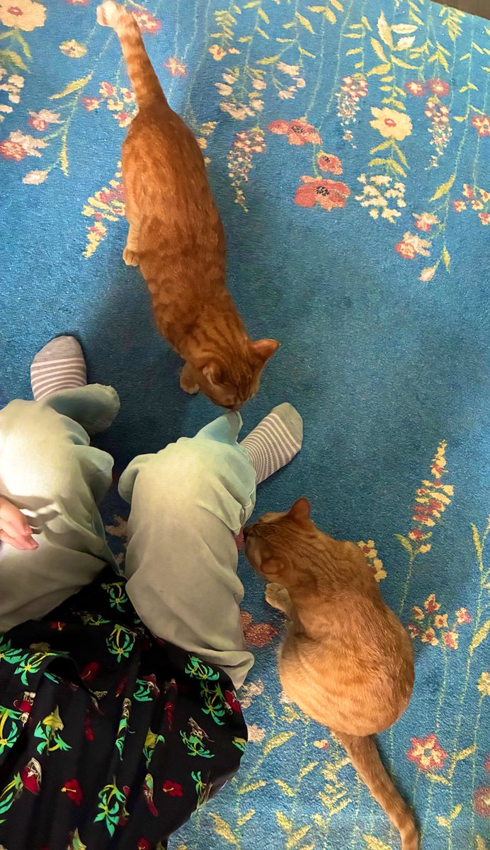 猫が寄ってくる