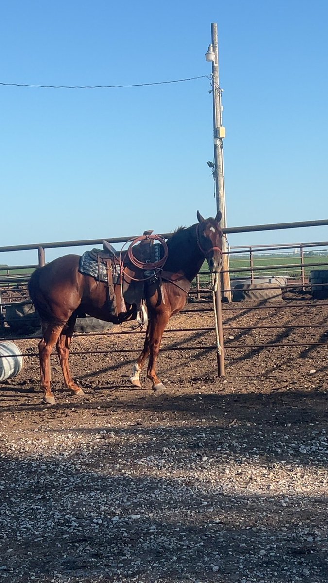 The American quarter horse on 4th of July 🇺🇸