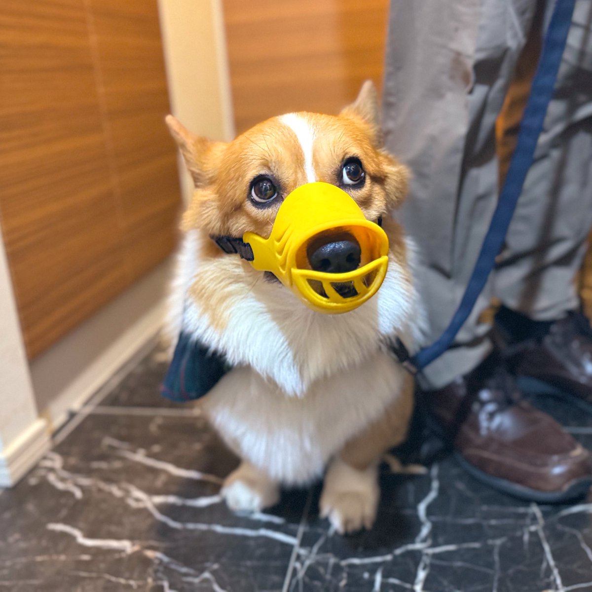 拾い食い防止口輪装着散歩慣れてきました。