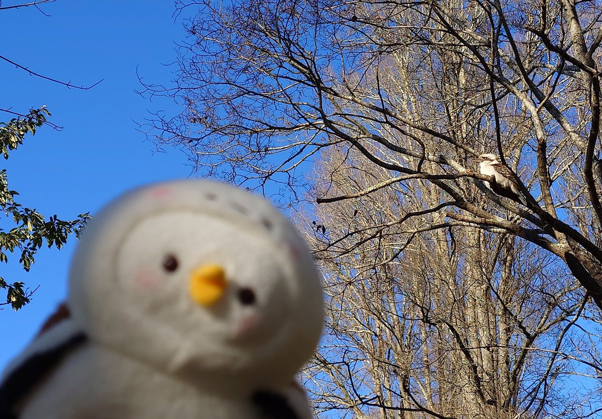 usagifans's tweet image. Achievement unlocked

#Kingfisher
#Kookaburra 
#カワセミ
#カナヘイの小動物