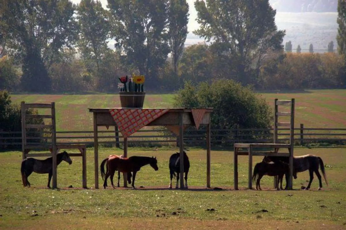 horses standing under large table and chairs unusual surreal paddock