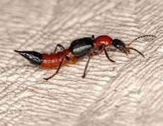 ProfJaraqui's tweet photo. Potó: o besouro que não morde, mas queima tua pele.
Paederus amazonicus.
Tem 1cm e já botou muito grandão pra chorar.
Libera pederina, toxina que dá queimadura feia.
Só vive em lugar úmido — tipo tua coragem depois que ele te encosta. 🪳🔥
 #ProfessorJaraqui https://t.co/MXrL7KtI8z