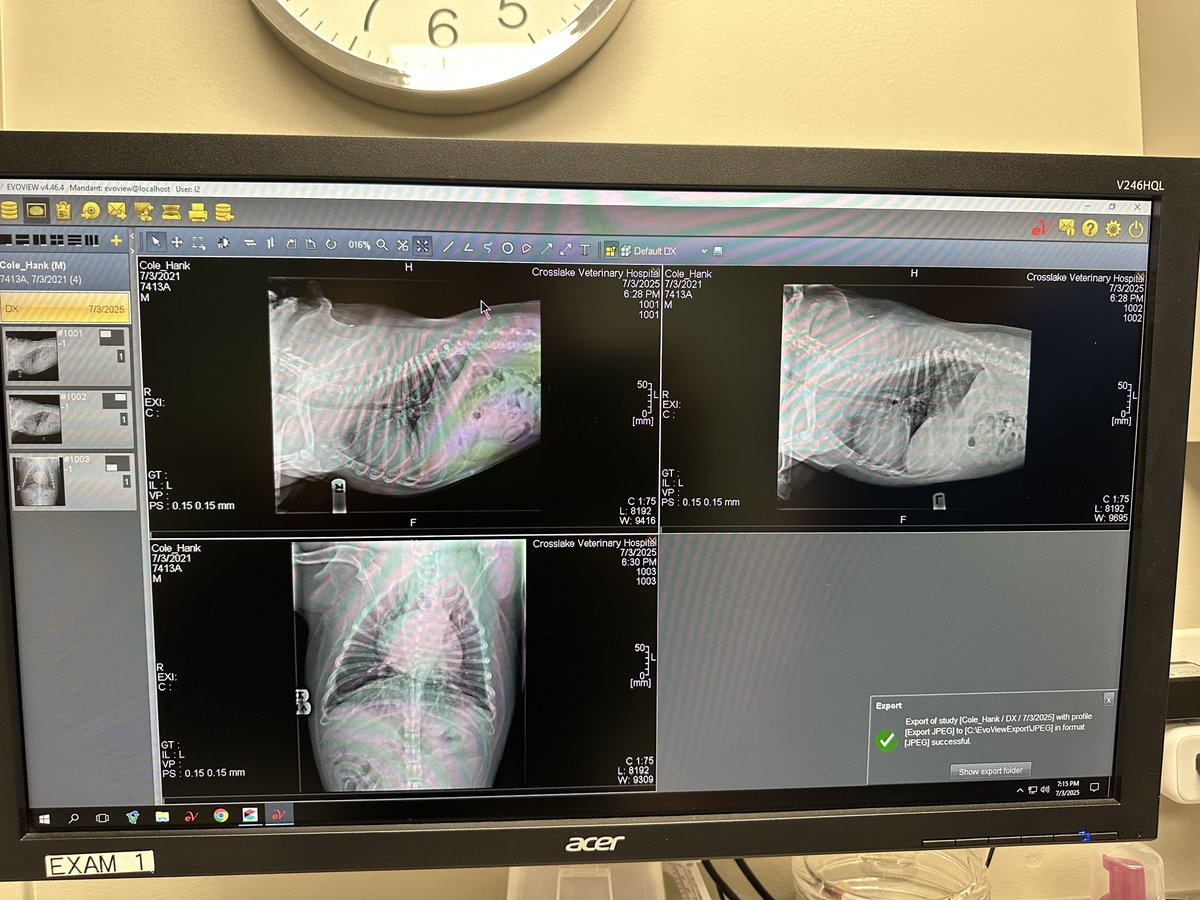 Update on Hank: took him in. They did lung X rays. Found some inflammation on the edge of one of his lungs or something from the water inhalation-  and gave him antibiotics to prevent further issues and potential pneumonia, so I guess it’s good that I took him in. The water was
