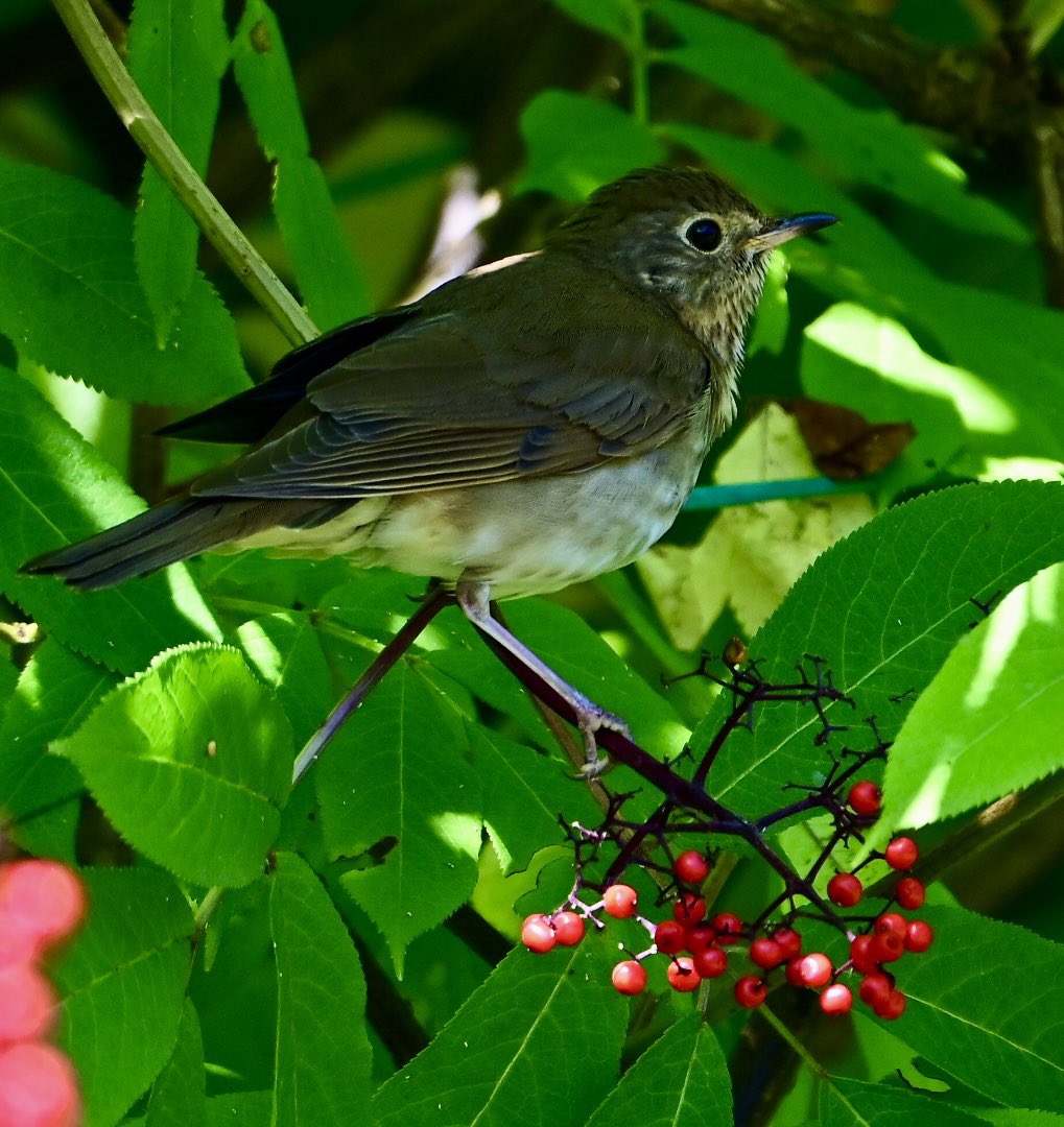 cgcrd's tweet photo. Swainson’s Thrush in the an elderberry tree. #ThrushThursday #birdphotography #naturephotography https://t.co/68hD4Pshtd