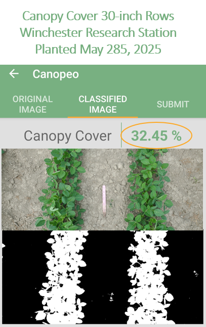 Soybeans in 30" rows: Canopy closure at Winchester Research Station—May 5 beans at 58% vs May 28 at 32% (Canopeo). Even early planting misses a lot of sunlight during the longest days. Dry spring (½ normal May–June rainfall) not helping either. Pics tell the story. #OntAg
