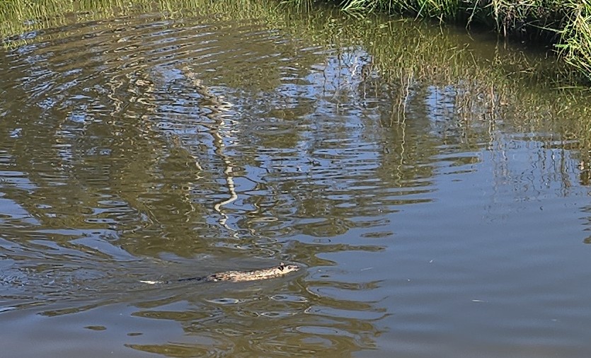 SorgGuy's tweet image. First time I have seen a Rakali or Australian Water Rat