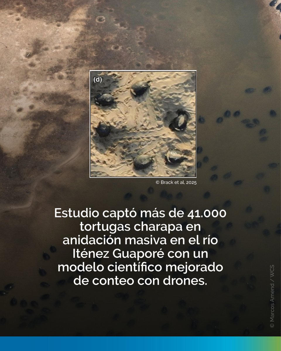 Aguas Amazónicas (@aguasamazonicas) on Twitter photo +40.000 tortugas gigantes de río fueron registradas en solo 12 días en el Iténez-Guaporé, frontera de Bolivia y Brasil.
Gracias a drones y ciencia aplicada, un nuevo estudio de <a href="/FIU/">FIU</a>, <a href="/WCSColombia/">WCS Colombia 💚</a>, #WCSBolivia, <a href="/wcsbrasil1/">WCS Brasil 💚</a> propone un modelo más preciso para el monitoreo de fauna. +40.000 tortugas gigantes de río fueron registradas en solo 12 días en el Iténez-Guaporé, frontera de Bolivia y Brasil.
Gracias a drones y ciencia aplicada, un nuevo estudio de <a href="/FIU/">FIU</a>, <a href="/WCSColombia/">WCS Colombia 💚</a>, #WCSBolivia, <a href="/wcsbrasil1/">WCS Brasil 💚</a> propone un modelo más preciso para el monitoreo de fauna.
