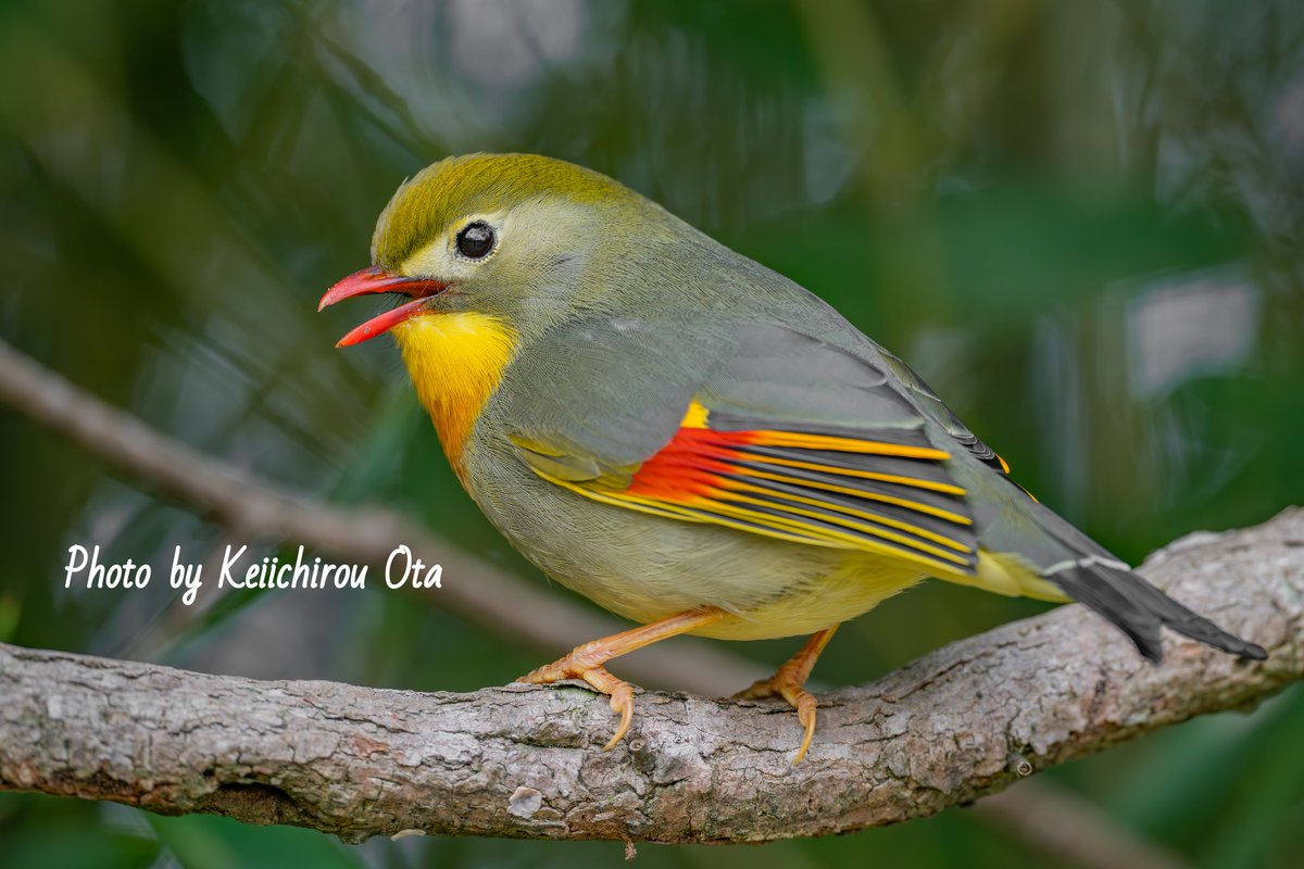 Kei_Photo_Tweet's tweet photo. ラストソウシチョウ解像写真☺️
#ソウシチョウ
#相思鳥
#Redbilledleiothrix
#leiothrix
#Nikon
#ニコン
#Z8
#解像写真 https://t.co/r2BIpWRPnz