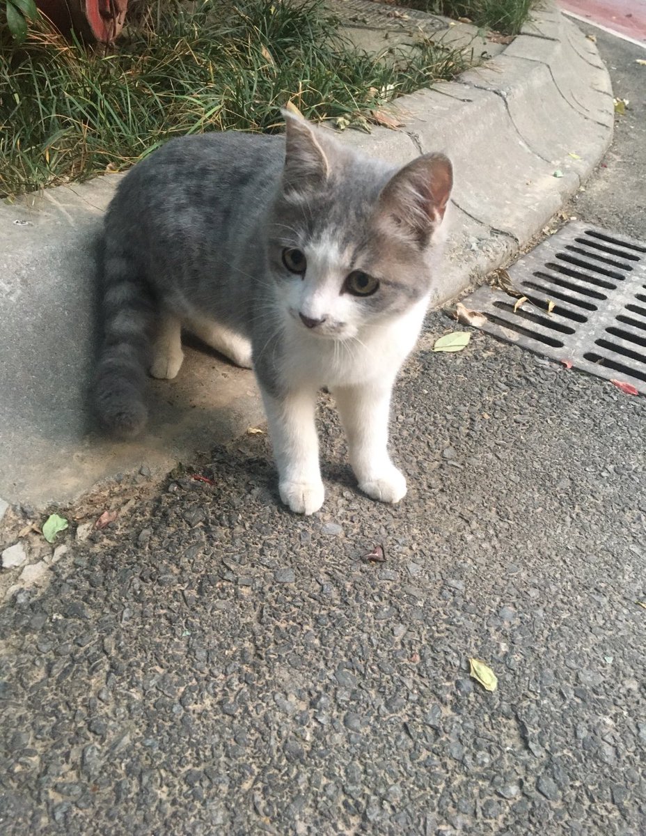 Natsuki768's tweet image. #布布日常  zzz