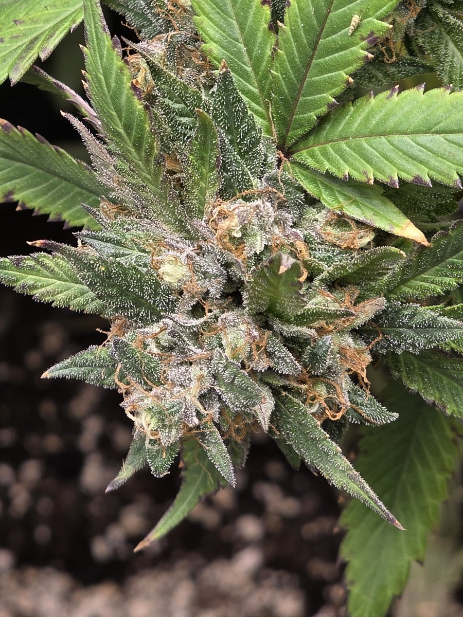 GlazingGrower💚💚💨💨 (@glazinggrower) on Twitter photo I take 25% credit. The rest goes to <a href="/irvineseedco/">Irvine Seed Company</a> <a href="/FoxFarmSoil/">FoxFarm Soil & Fertilizer Company</a> <a href="/acinfinltylnc/">AC INFINITY</a> I cannot wait to smoke this.... I take 25% credit. The rest goes to <a href="/irvineseedco/">Irvine Seed Company</a> <a href="/FoxFarmSoil/">FoxFarm Soil & Fertilizer Company</a> <a href="/acinfinltylnc/">AC INFINITY</a> I cannot wait to smoke this....