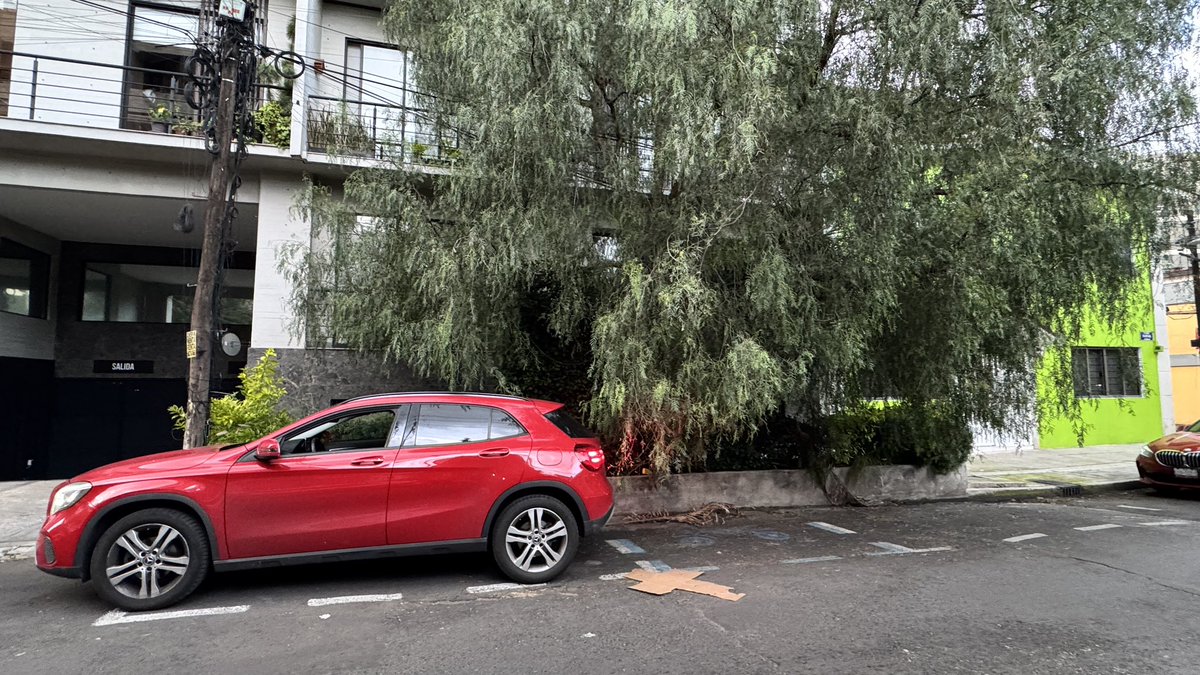 pablorosasn's tweet photo. @LuisMendozaBJ Alcalde… podría apoyarnos en Kansas 161 con la poda de este árbol? Ya es virtualmente imposible estacionarse por estas ramas https://t.co/2bug9MDOut