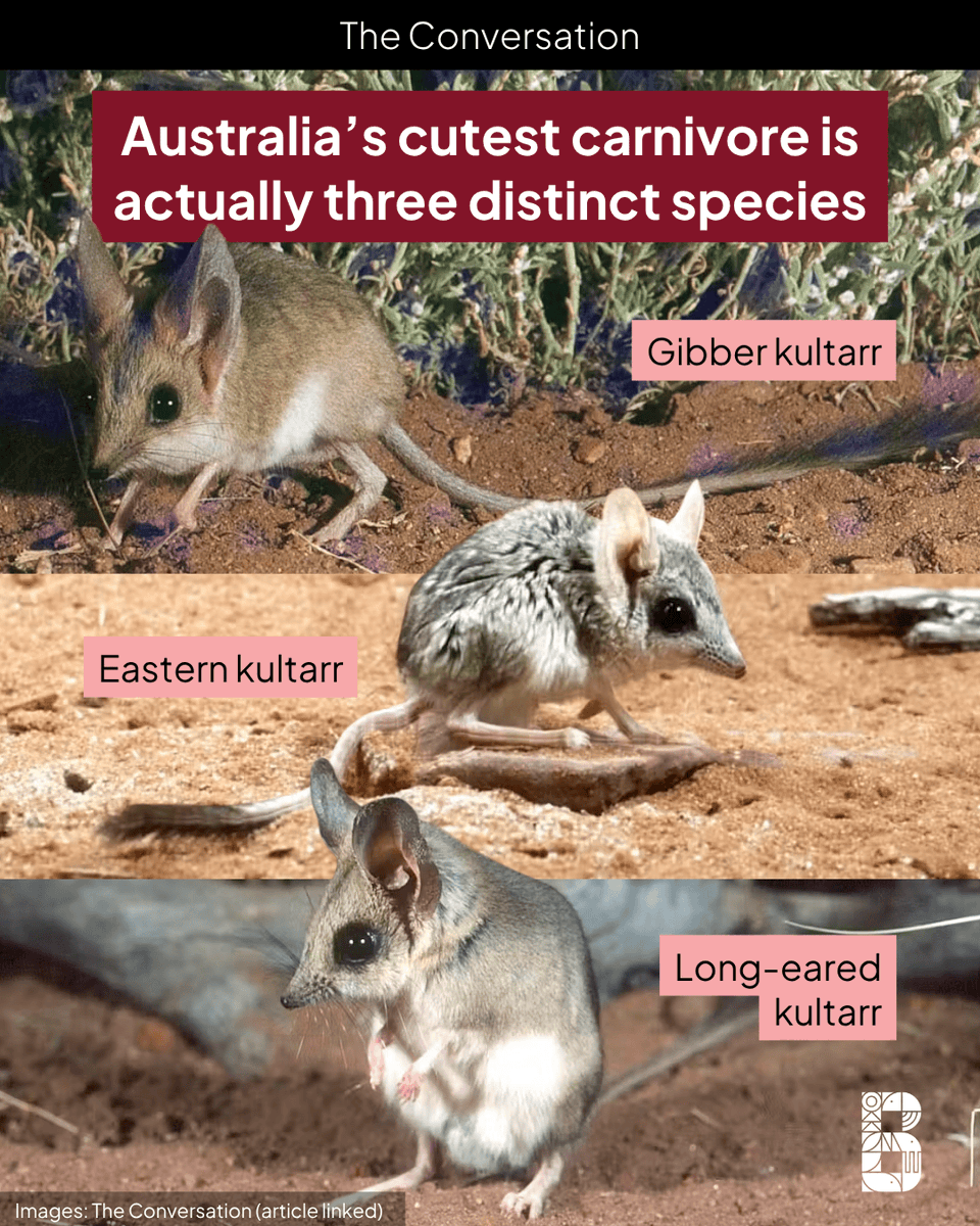 A new study has found that the kultarr - a tiny, elusive, insect-eating marsupial related to the Tasmanian devil - is actually three distinct species.

Understanding if a seemingly widespread species is actually multiple separate locally adapted species is important. Losing a