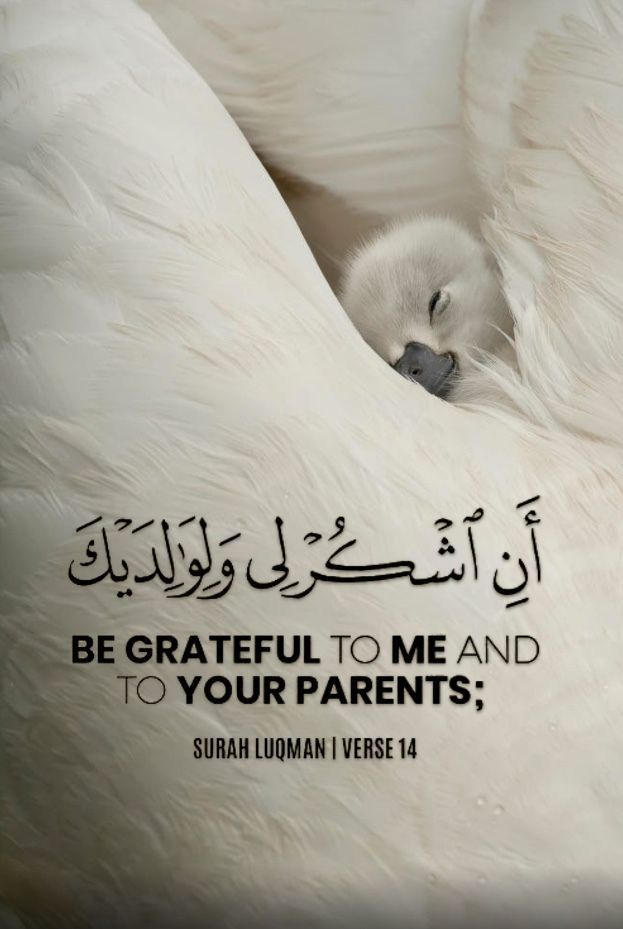 Al_Quran_011's tweet image. reposts, it will help you🤍🕊️