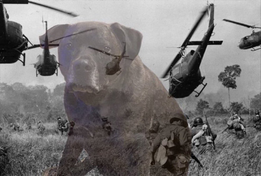 Siraj Hashmi (@sirajahashmi) on Twitter photo *the fireworks have………. commenced*
my dog: *the fireworks have………. commenced*
my dog: