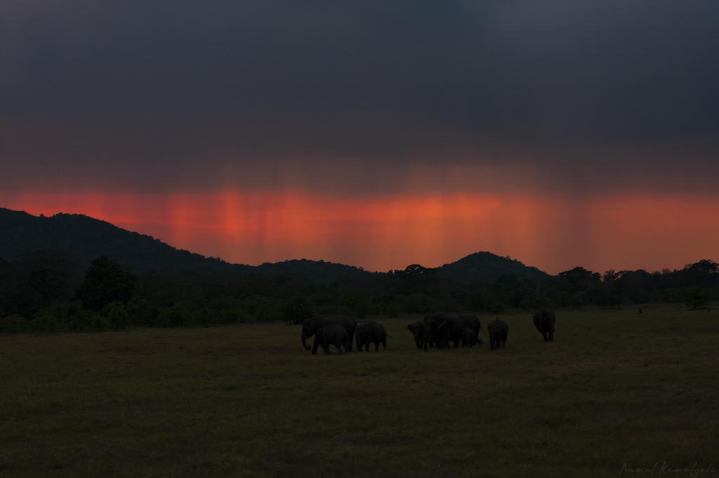 Namalkamalgoda's tweet image. As the sunsets and the rains start to roll in , a herd of elephants peacefully feed on the dried beds of the Minneriya tank.

#srilanka #minneriya #gathering #elephant #srilankanelephant #asianelephant #journeythroughthewild #zero3images #natgeo #natgeowild #canonwildlife #canon