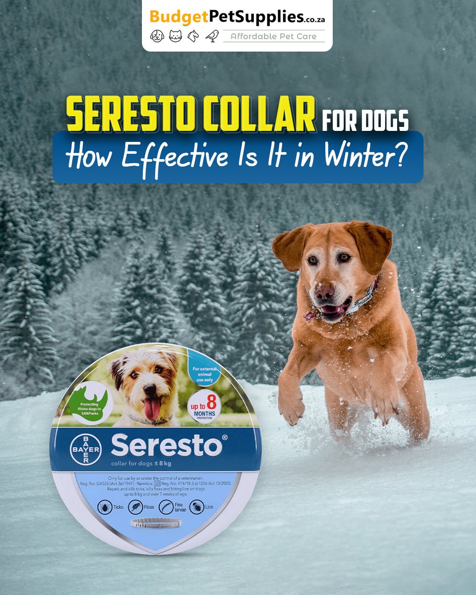 Pet_Supplies_za's tweet image. 🐶 Wondering if the Seresto Collar still works in winter?

Keep your dog protected from fleas &amp;amp; ticks year-round with our expert insights! 🐾❄️

👉 Read more: bit.ly/44JYpG6

#SerestoCollar #DogHealth #FleaAndTickControl #WinterCare #HappyDogs #PetProtection #PetTips