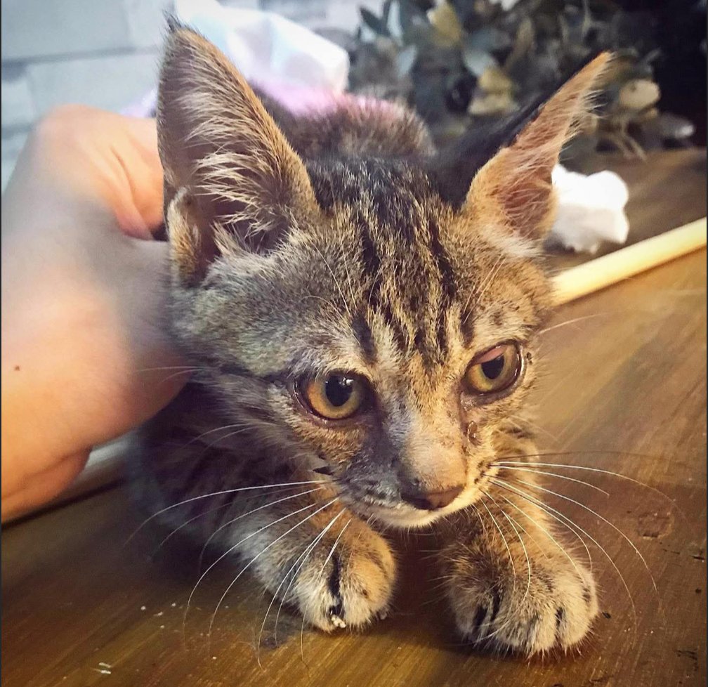 六年前剛撿到貓貓的時候