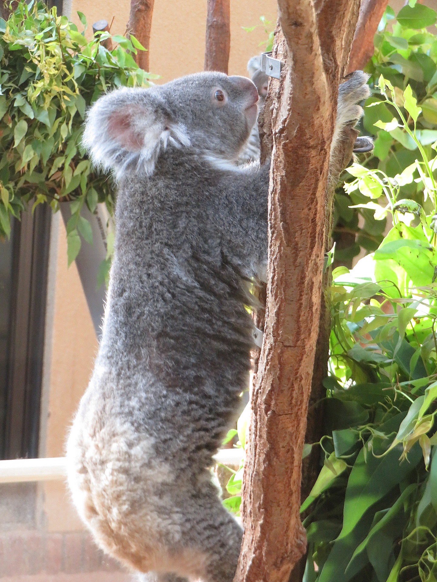 コアラ yasijun🐨🐨🐨コアラーイラストレーター on X: 
