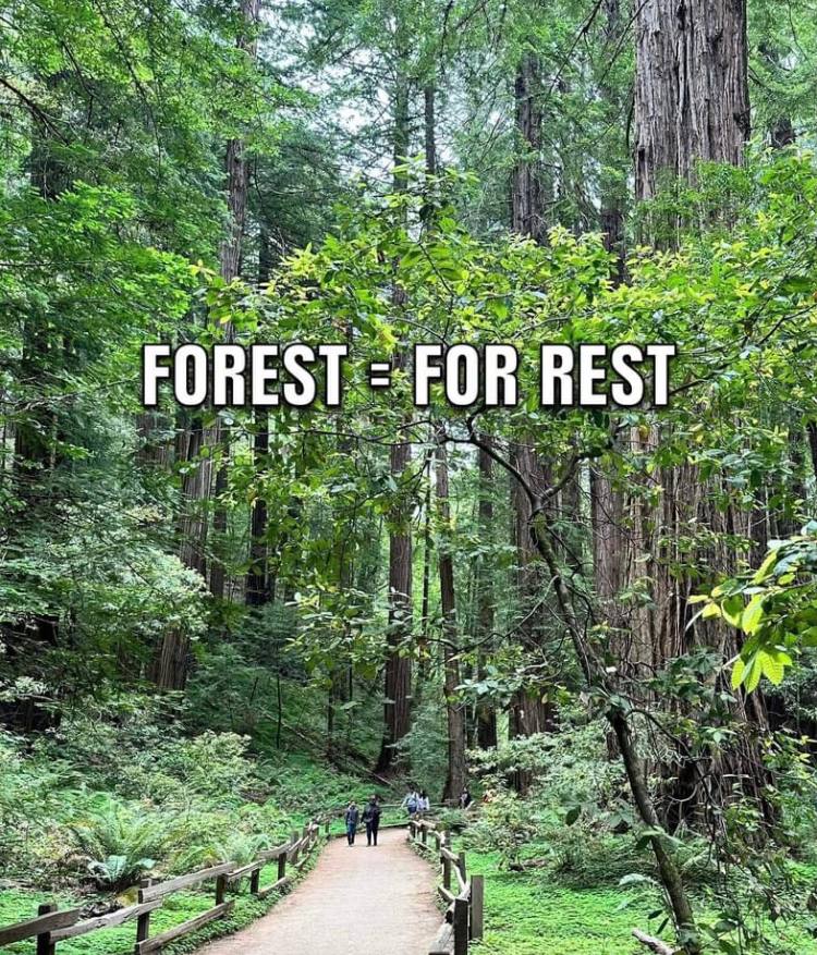 The word says it all. 🌲